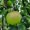 Apple Blenhiem Orange
