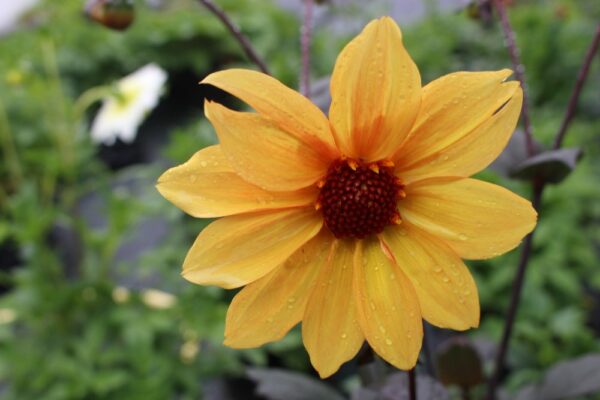 Dahlia Bishop of York (3)