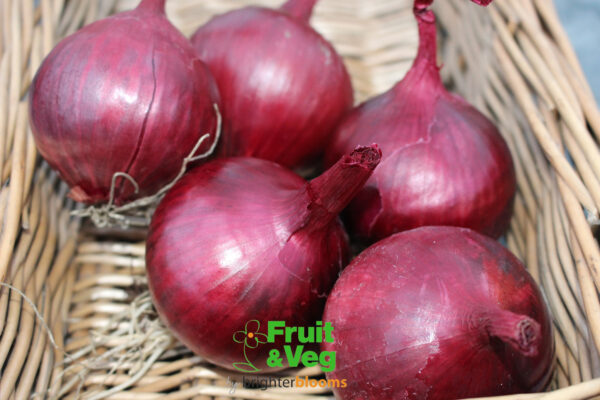 Onion Set Red Baron - Image 2