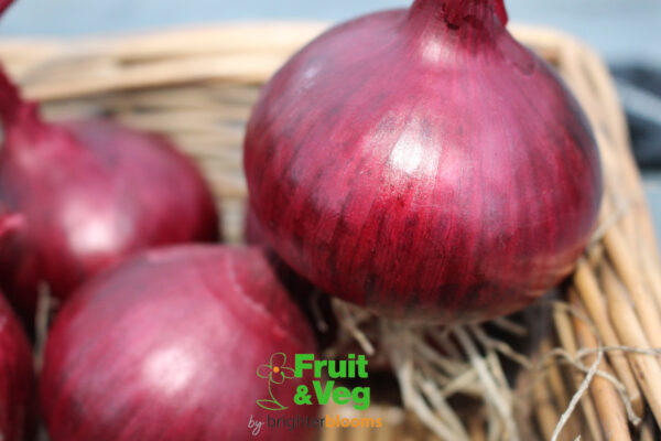 Onion Set Red Baron