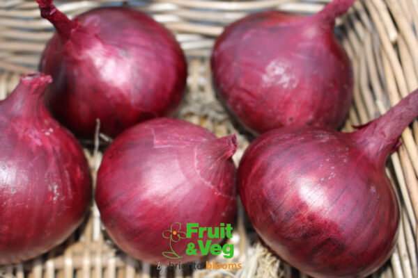 Onion Set Red Baron - Image 4