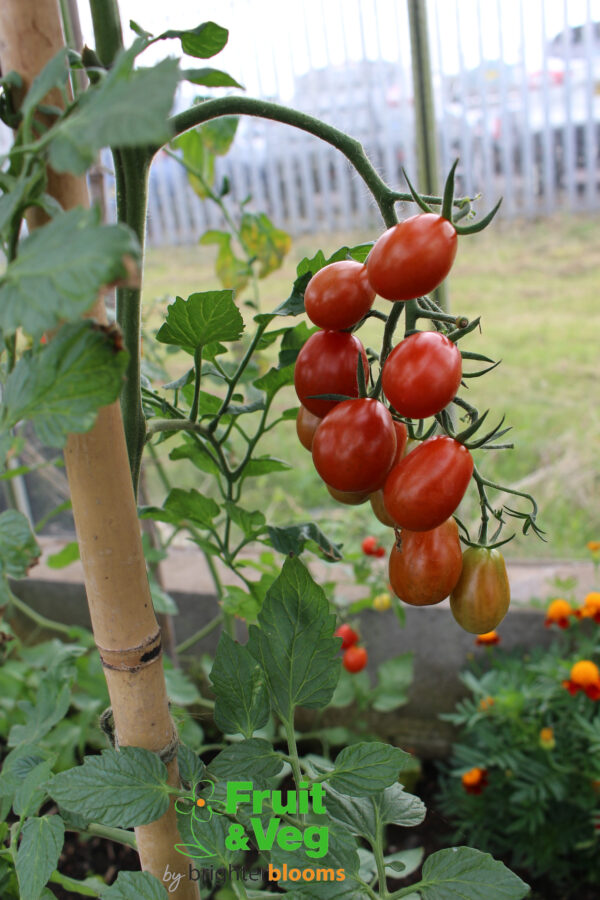 4 Tomato Gardeners Delight - Image 3