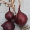 Onion Set Piroska Red