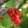 Red Currant Rosetta