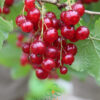 Red currants Laxton