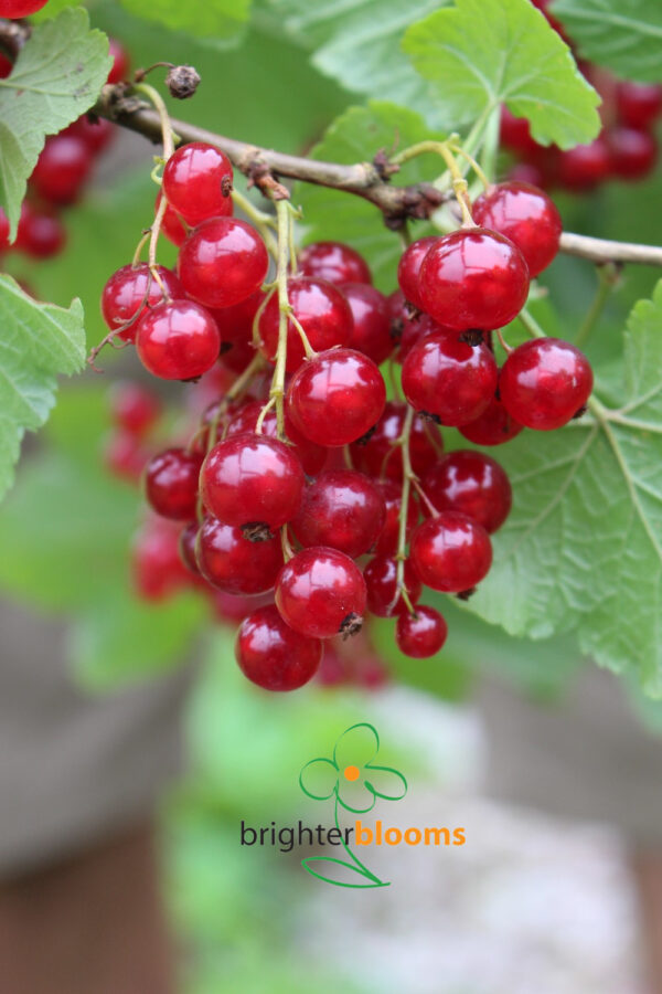 Red currants Laxton