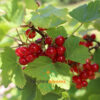 Redcurrant Junifer