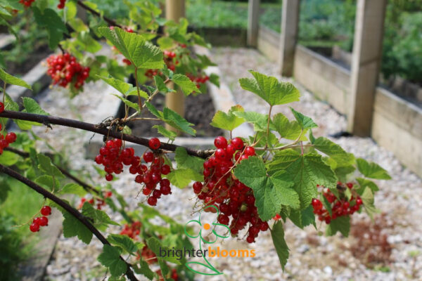 Redcurrant Rovada