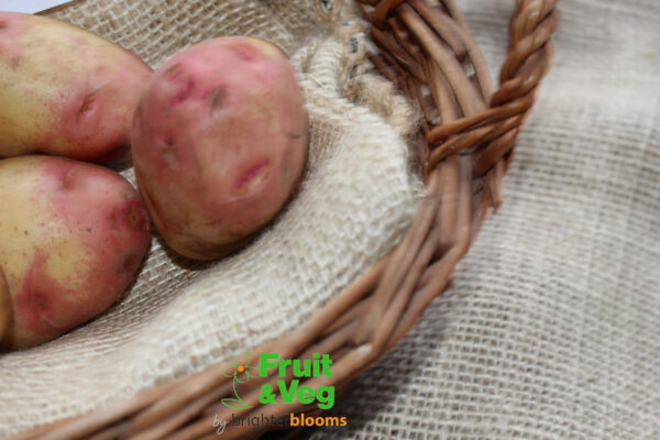 Seed Potato Ambo (Organic) - Image 5