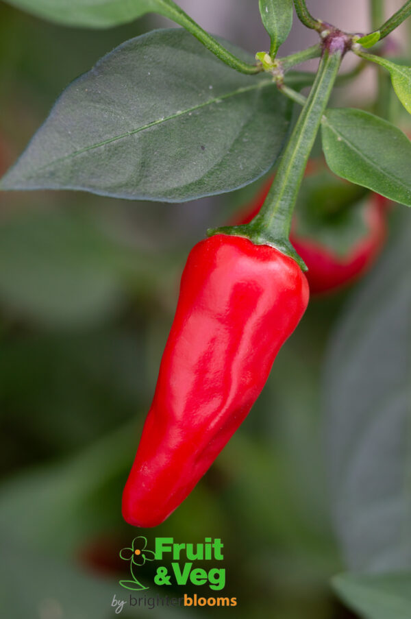 Pepper Apache F1 - Hot