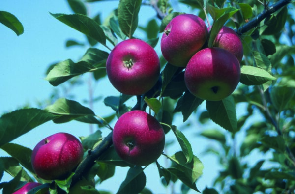 Apple Discovery