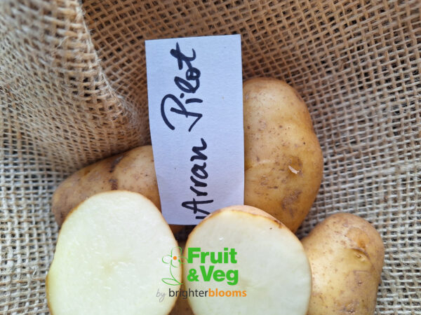Seed Potato Arran Pilot - Image 5