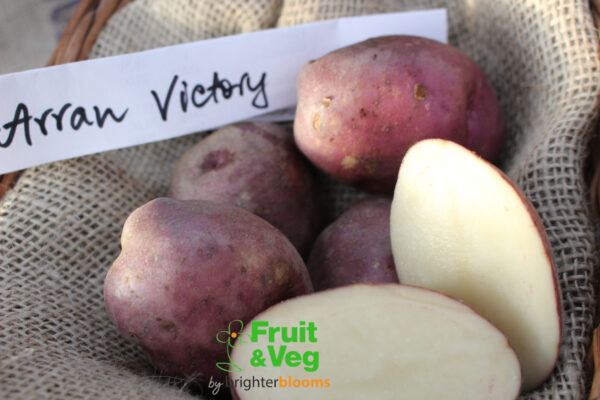 Seed Potato Arran Victory (Organic)
