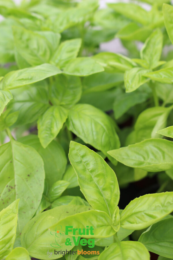 Basil Sweet Genovese (Herb) - Image 2