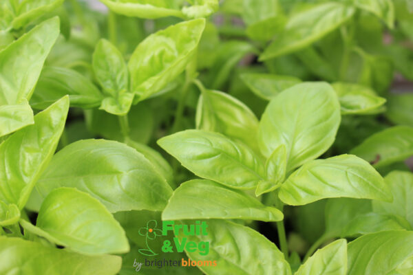 Basil Sweet Genovese (Herb)
