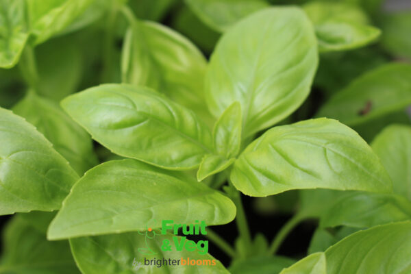 Basil Sweet Genovese (Herb) - Image 3