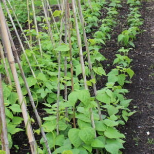 Runner Beans