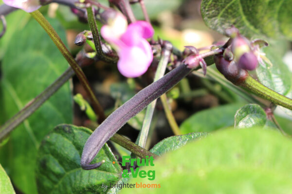 French Bean Purple Teepee - Dwarf - Image 2