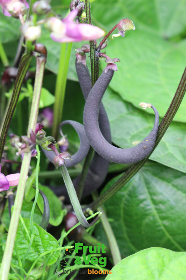 French Bean Purple Teepee - Dwarf - Image 4