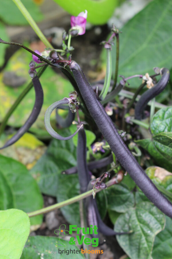 French Bean Purple Teepee - Dwarf - Image 3