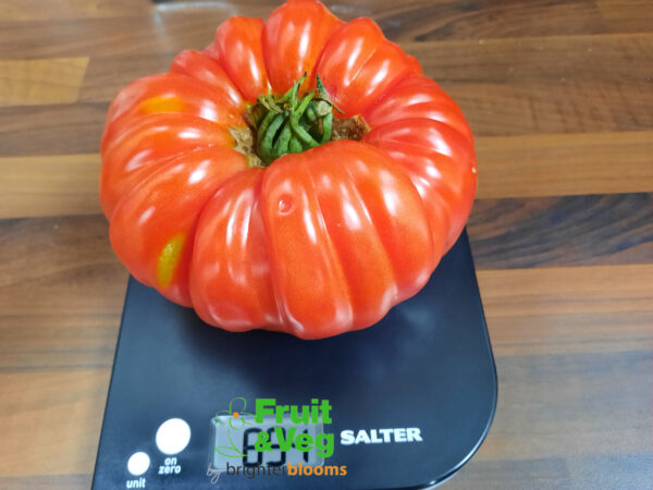 4 Tomato Beefmaster - Image 3