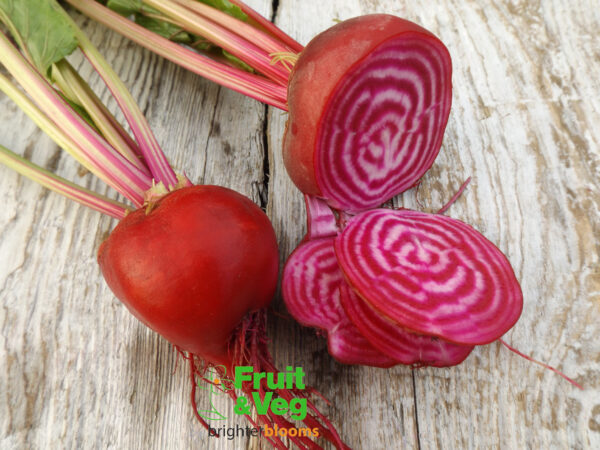 Beetroot Chioggia