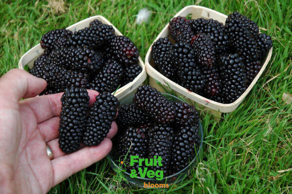 Blackberry Black Butte