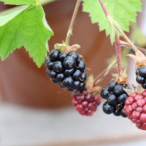 Blackberries