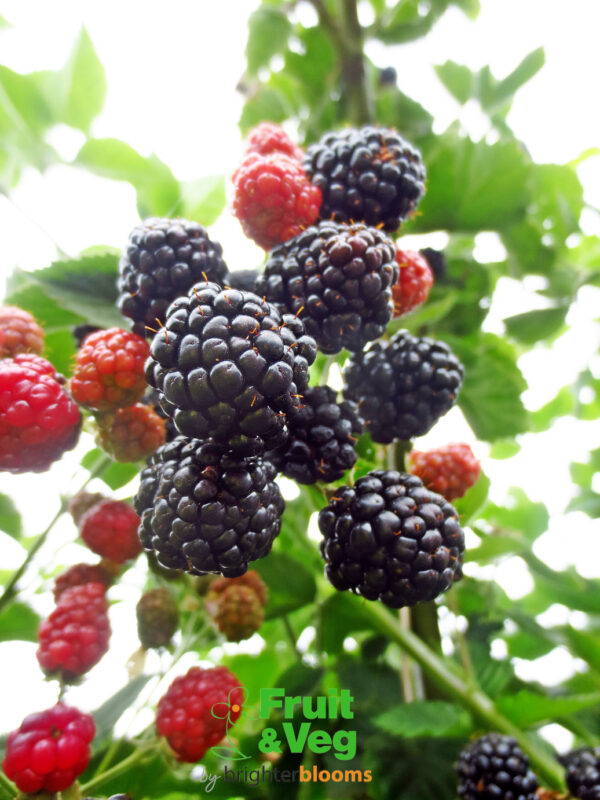 Blackberry Waldo