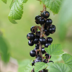 Blackcurrant