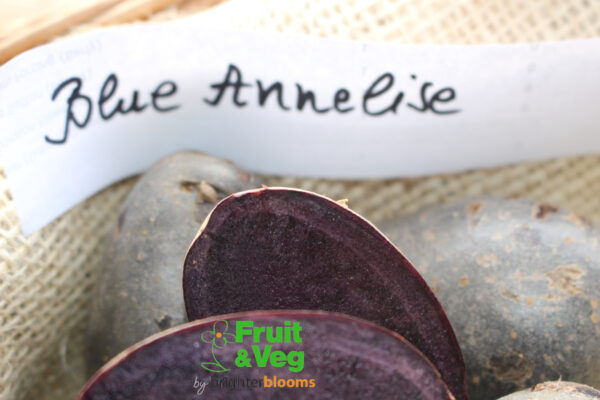 Seed Potato Blaue (Blue) Annelise (Organic) - Image 3