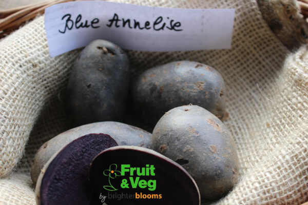 Seed Potato Blaue (Blue) Annelise (Organic) - Image 5