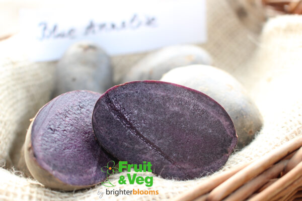 Seed Potato Blaue (Blue) Annelise (Organic) - Image 4