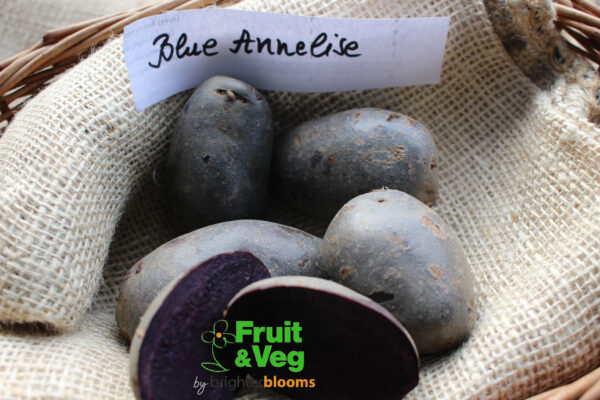 Seed Potato Blaue (Blue) Annelise (Organic)