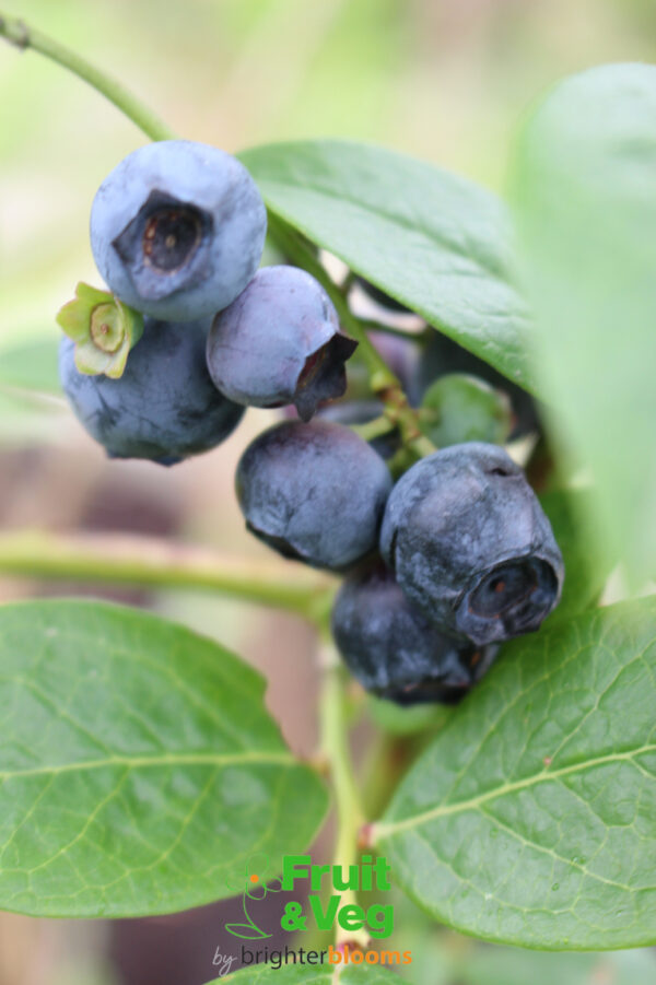 Blueberry Toro - Image 6