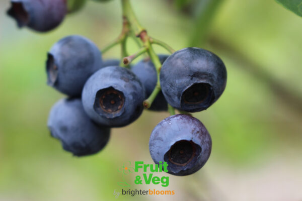 Blueberry Toro
