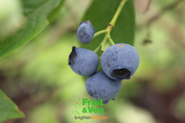 Blueberry Toro - Image 3