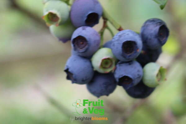 Blueberry Toro - Image 2