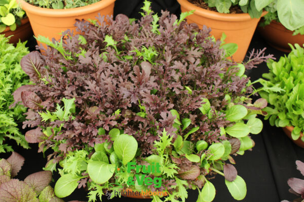 Bright & Spicy Salad Mix