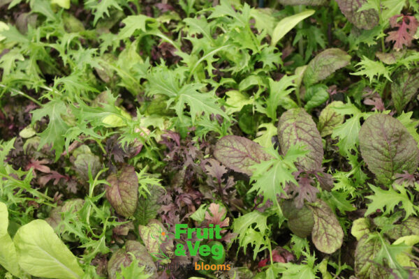 Bright & Spicy Salad Mix - Image 2