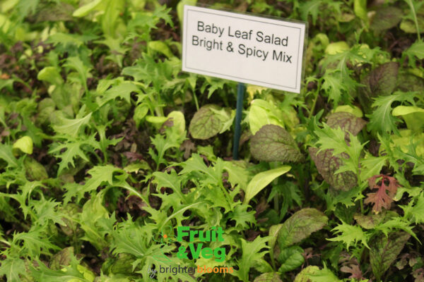 Bright & Spicy Salad Mix - Image 3