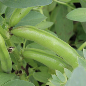 Broad beans