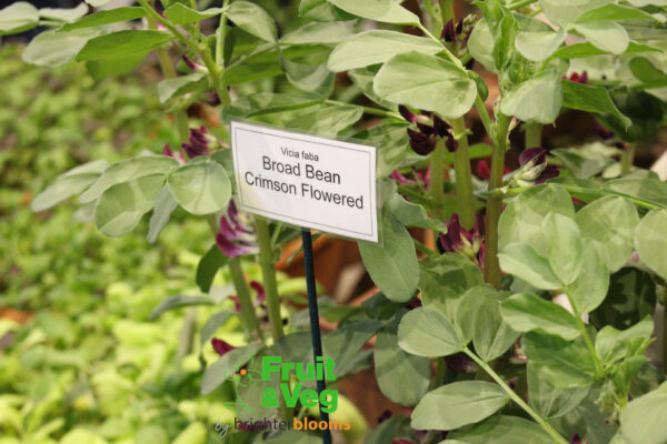 Broad Bean Crimson Flowered - Image 2