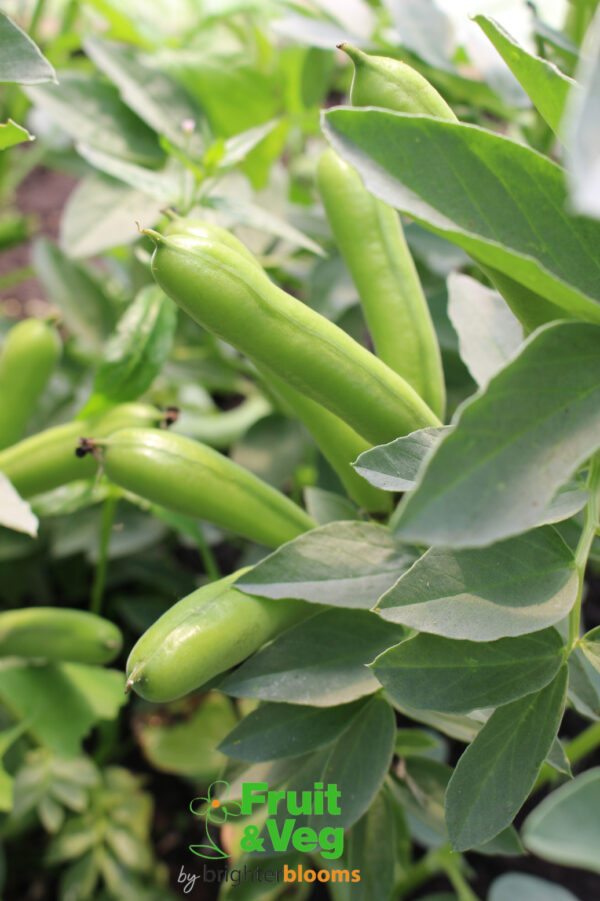 Broad Bean Organic Super Aquadulce