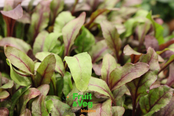 Baby Leaf Beetroot - Bulls Blood - Image 2