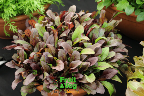 Baby Leaf Beetroot - Bulls Blood