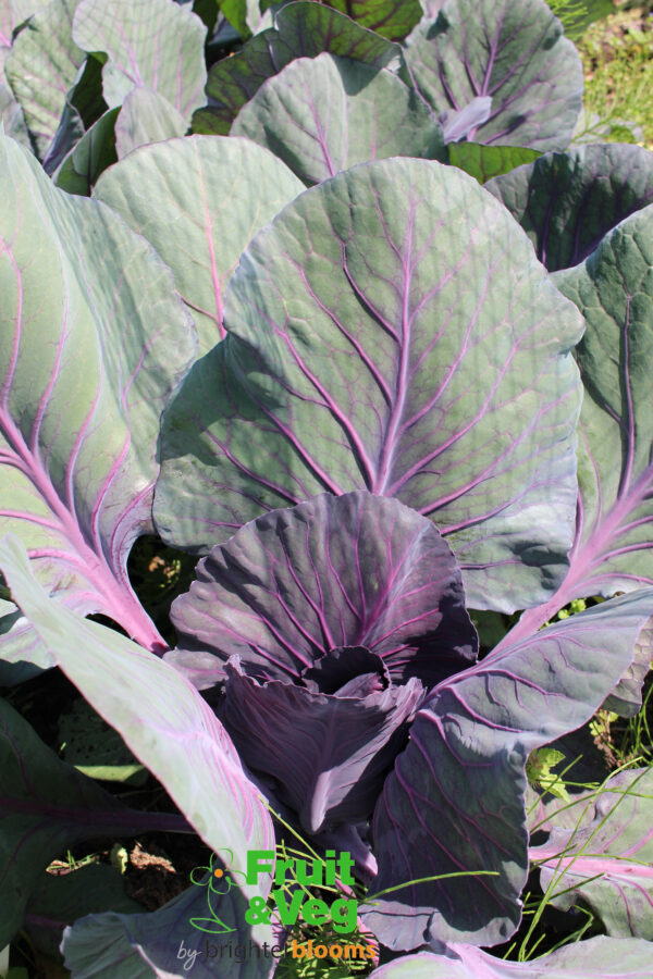 Cabbage Red Drumhead - Image 4