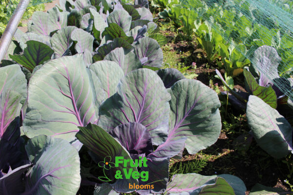 Cabbage Red Drumhead - Image 3