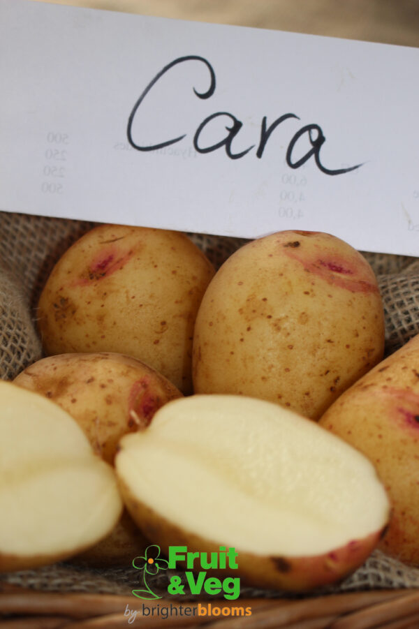 Seed Potato Cara