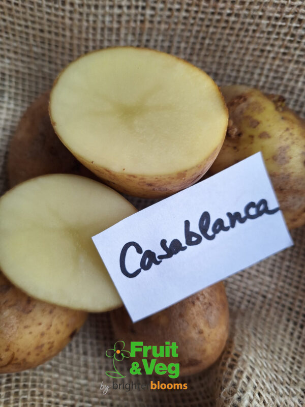 Seed Potato Casablanca - Image 3
